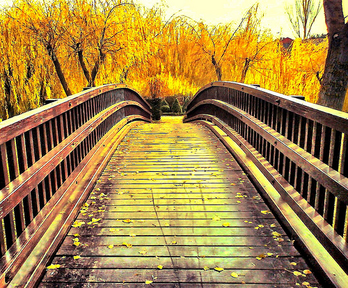 Ponte de madeiras com árvores no outono